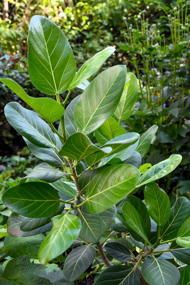 50 BANYAN / BANYAN FIG TREE East Indian Ficus Benghalensis Aerial Root Houseplant Seeds